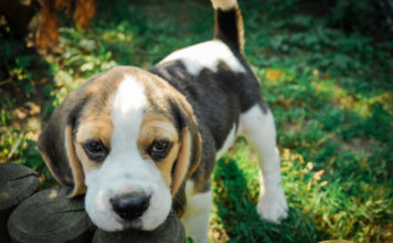 Il Beagle 524 0 047 Beagle